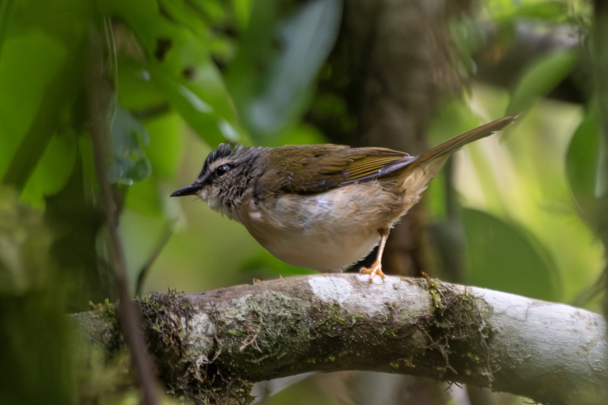 Riverbank Warbler (Southern) - ML649544876