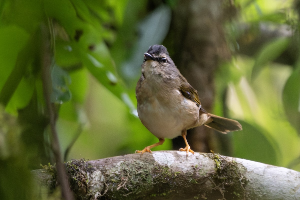 Riverbank Warbler (Southern) - ML649544878