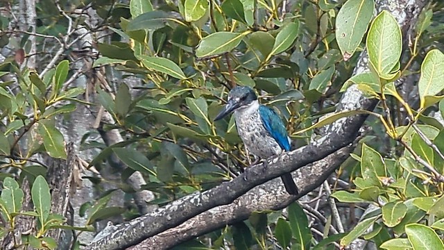 Альціон узбережний - ML649544897