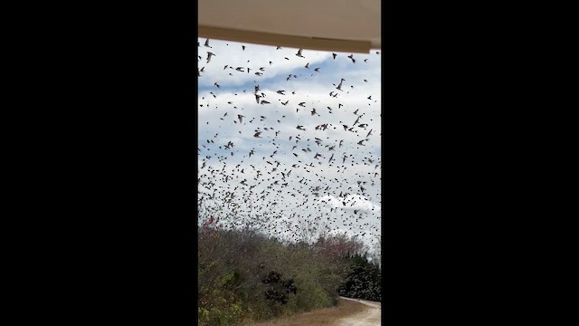 Tree Swallow - ML649545024