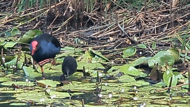 Султанка австралійська - ML649545108