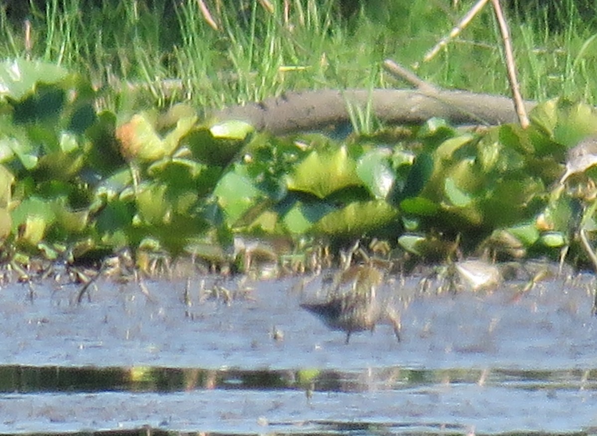 Stilt Sandpiper - ML64954551