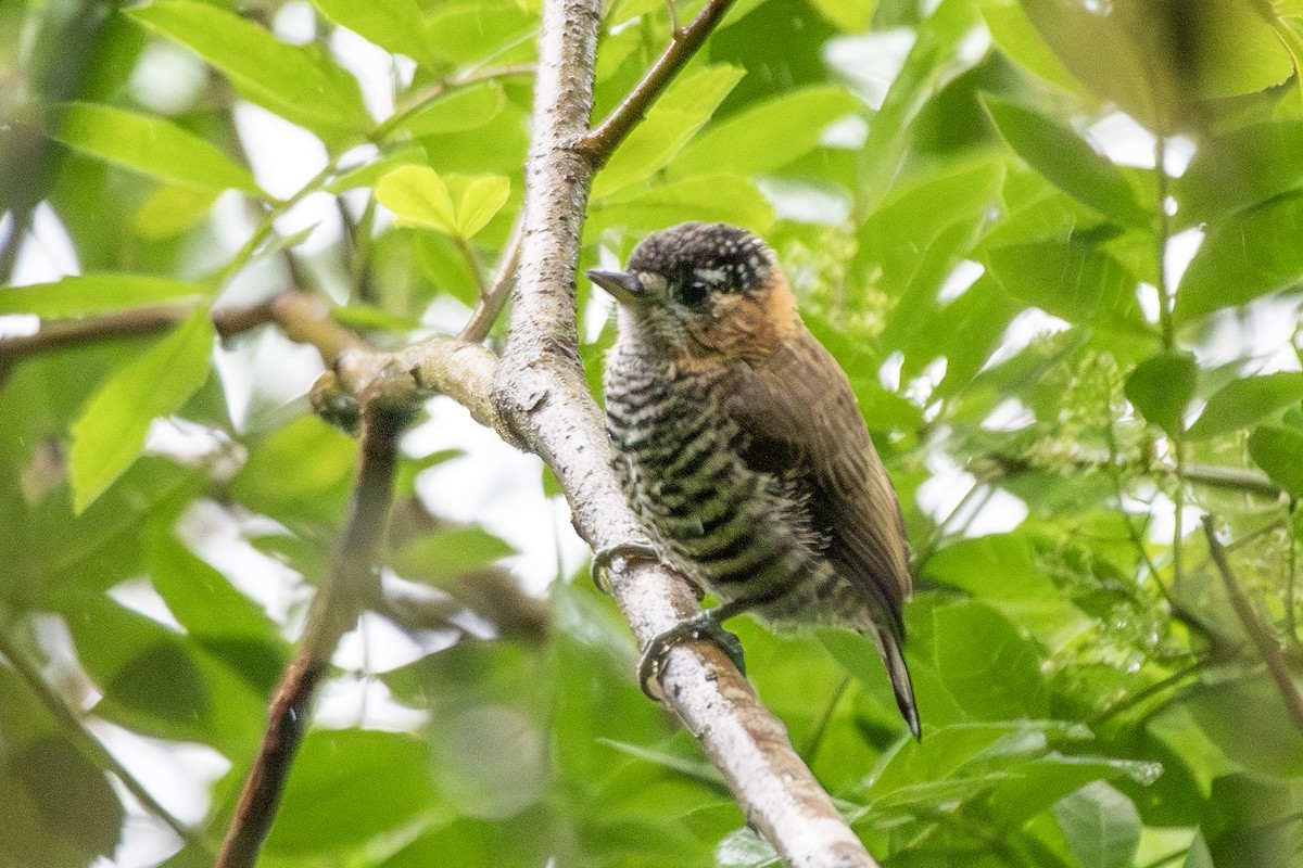 Ochre-collared Piculet - ML649545825