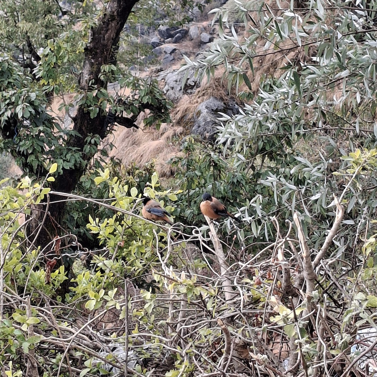 Rufous Sibia - ML649545839