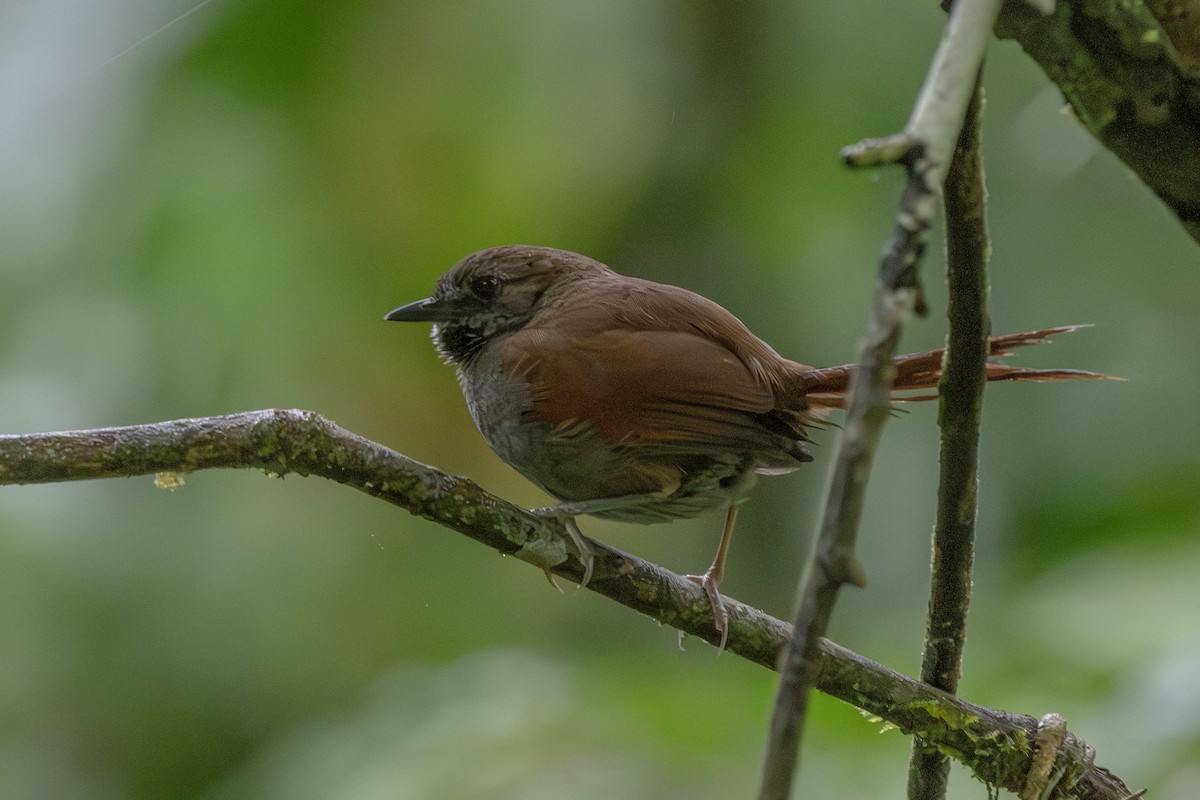 Gray-bellied Spinetail - ML649545890