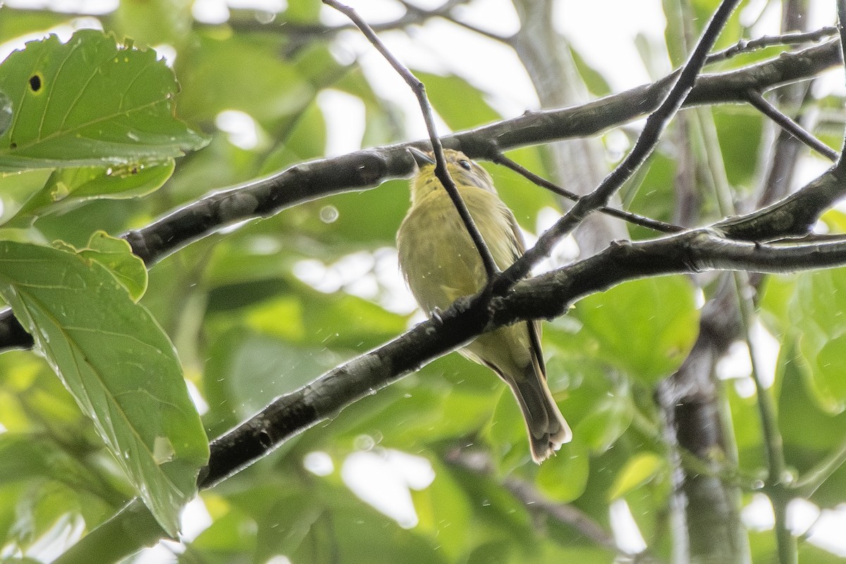 Wing-barred Piprites - ML649546028