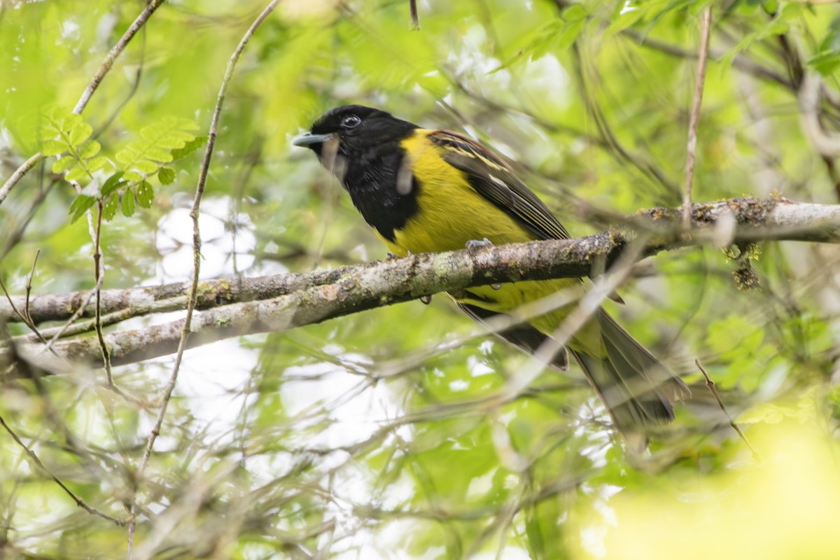 Hooded Berryeater - ML649546081