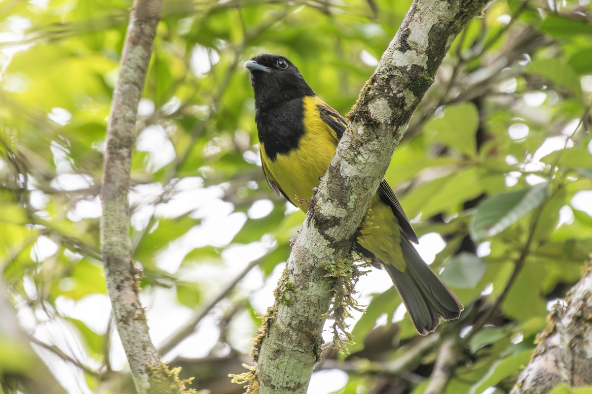 Hooded Berryeater - ML649546082