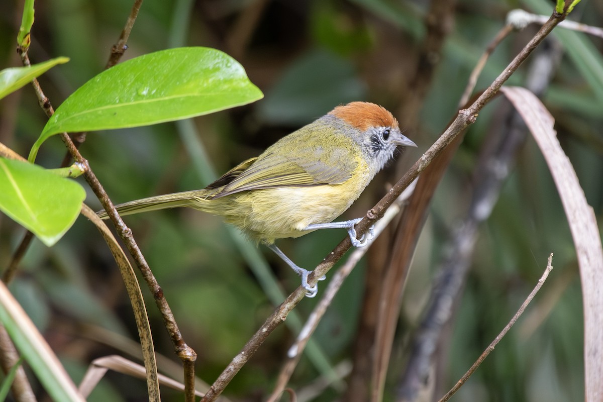 Rufous-crowned Greenlet - ML649546099