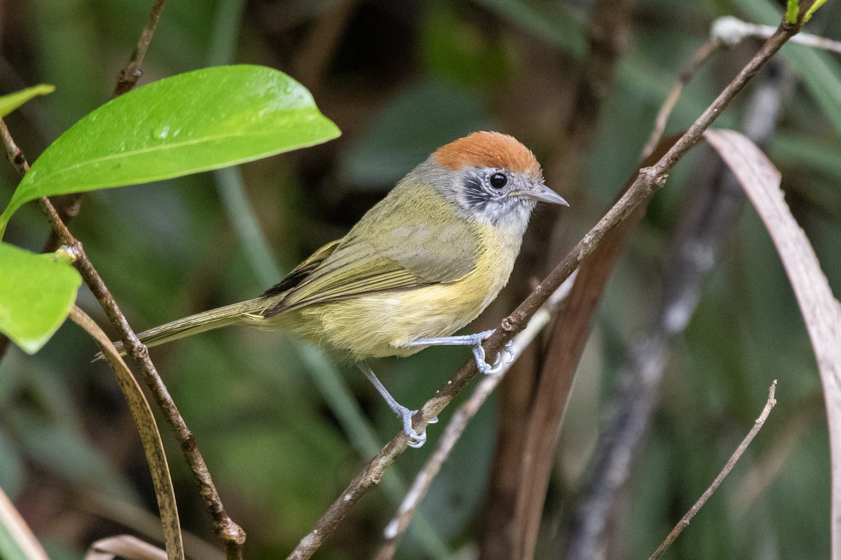 Rufous-crowned Greenlet - ML649546100