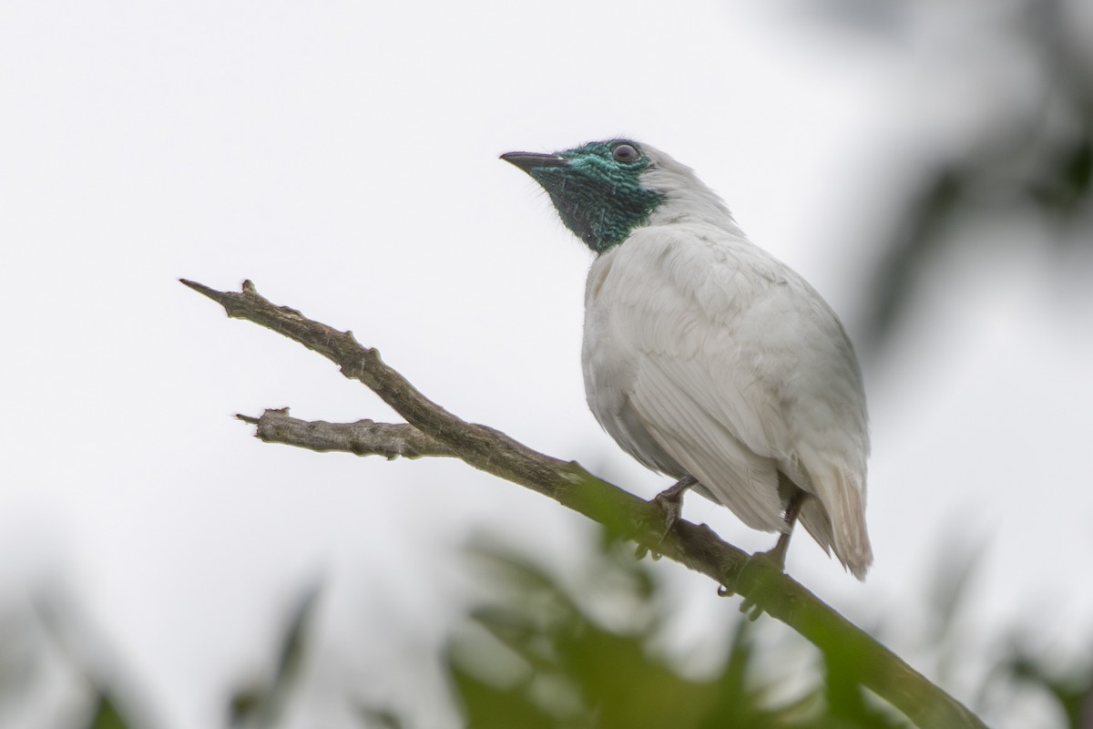 Bare-throated Bellbird - ML649546131