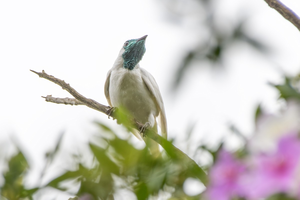 Bare-throated Bellbird - ML649546132