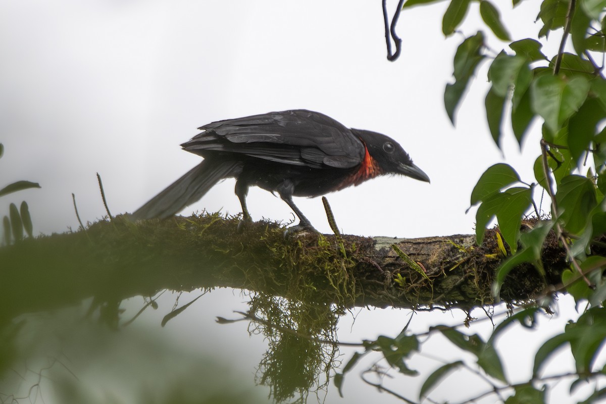 Red-ruffed Fruitcrow - ML649546243