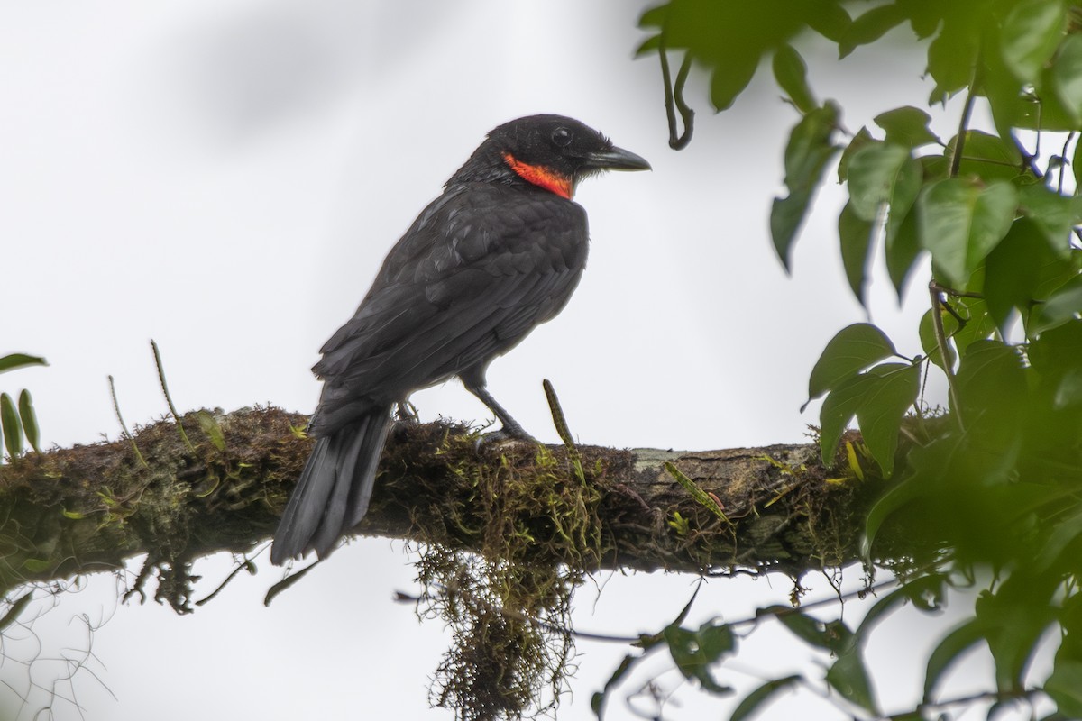 Red-ruffed Fruitcrow - ML649546244