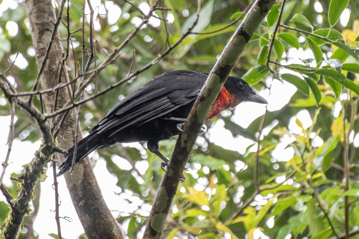Red-ruffed Fruitcrow - ML649546245
