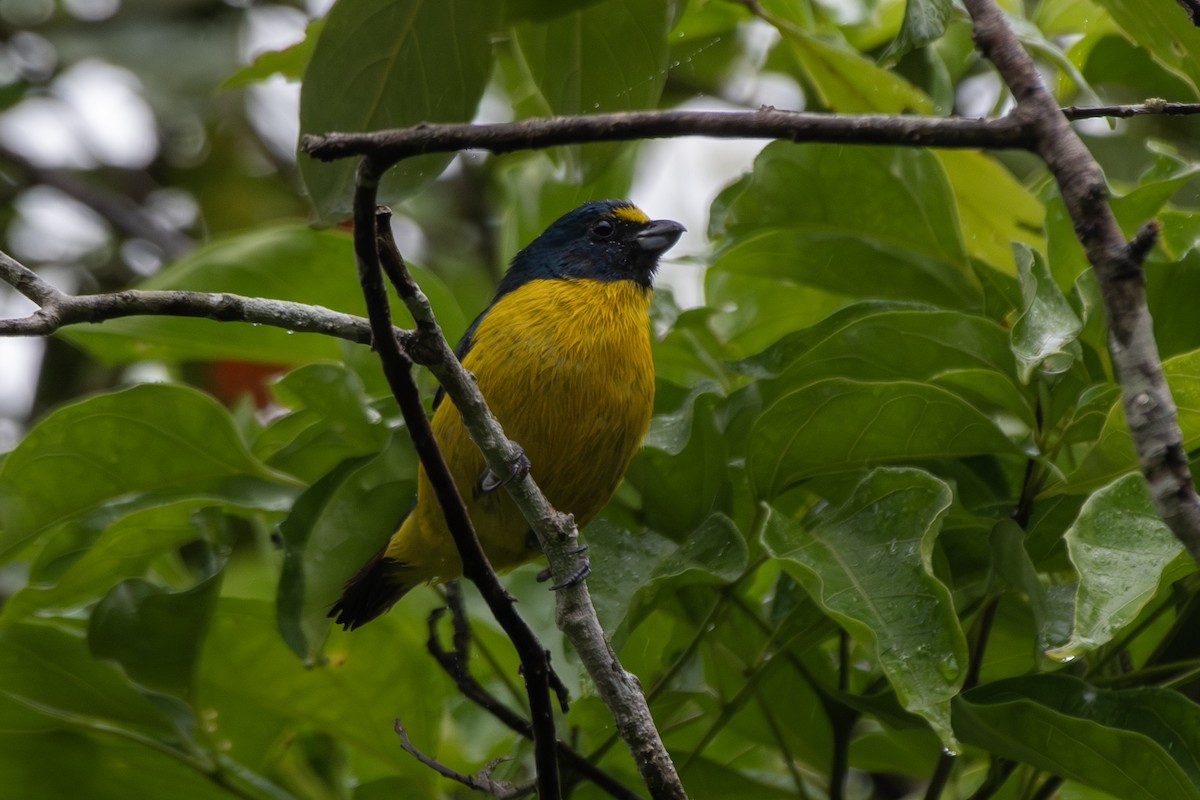 Green-throated Euphonia - ML649546347