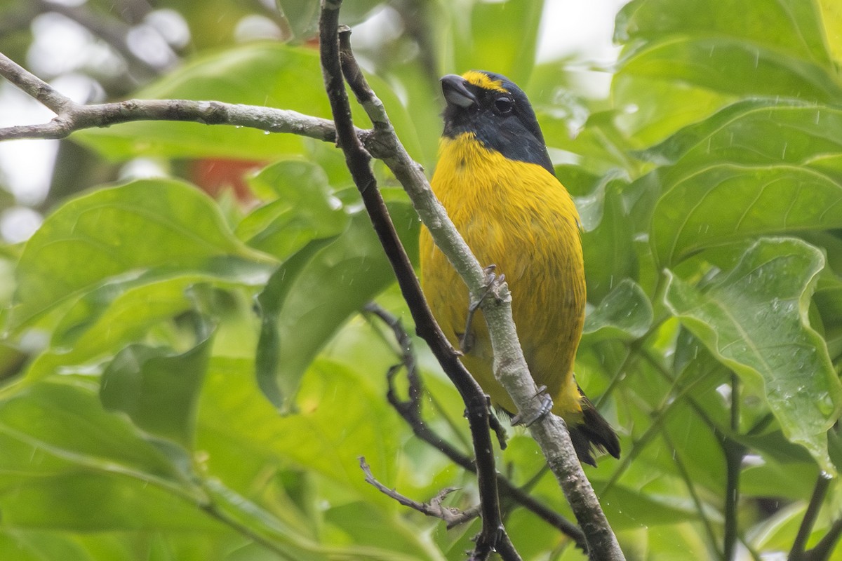 Green-throated Euphonia - ML649546348