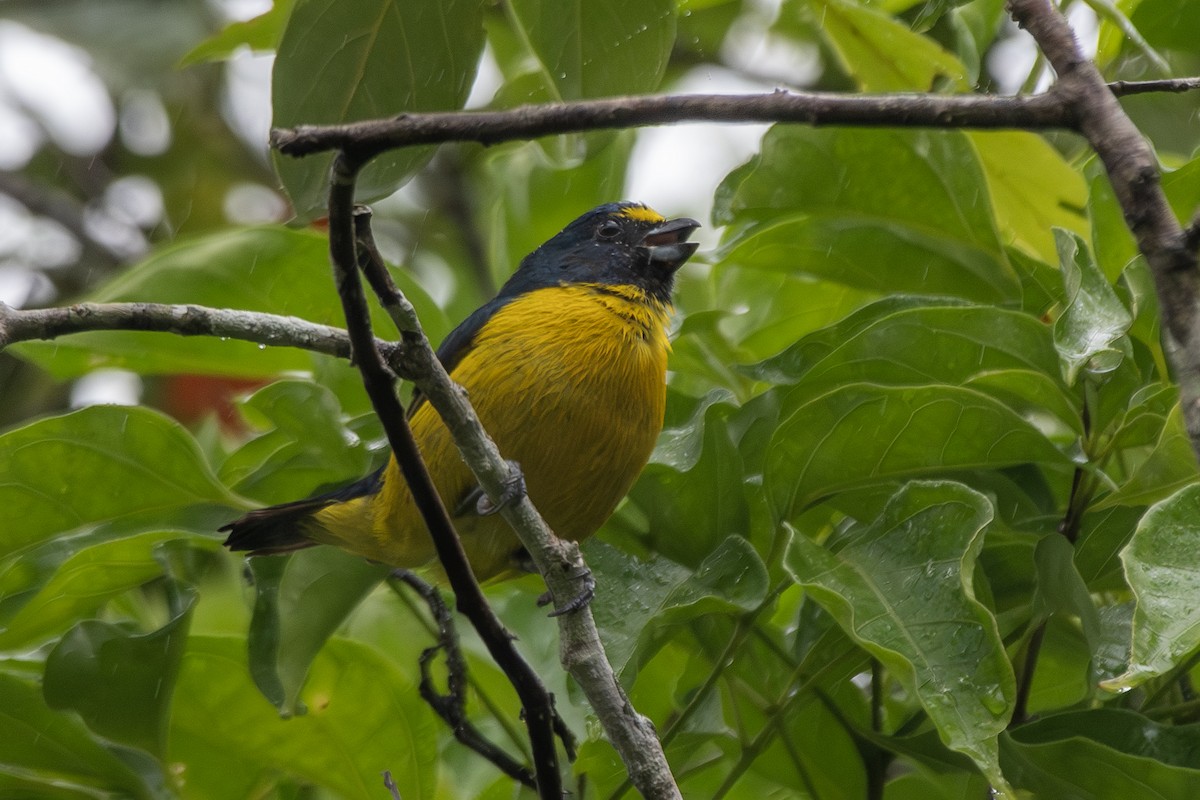 Green-throated Euphonia - ML649546349