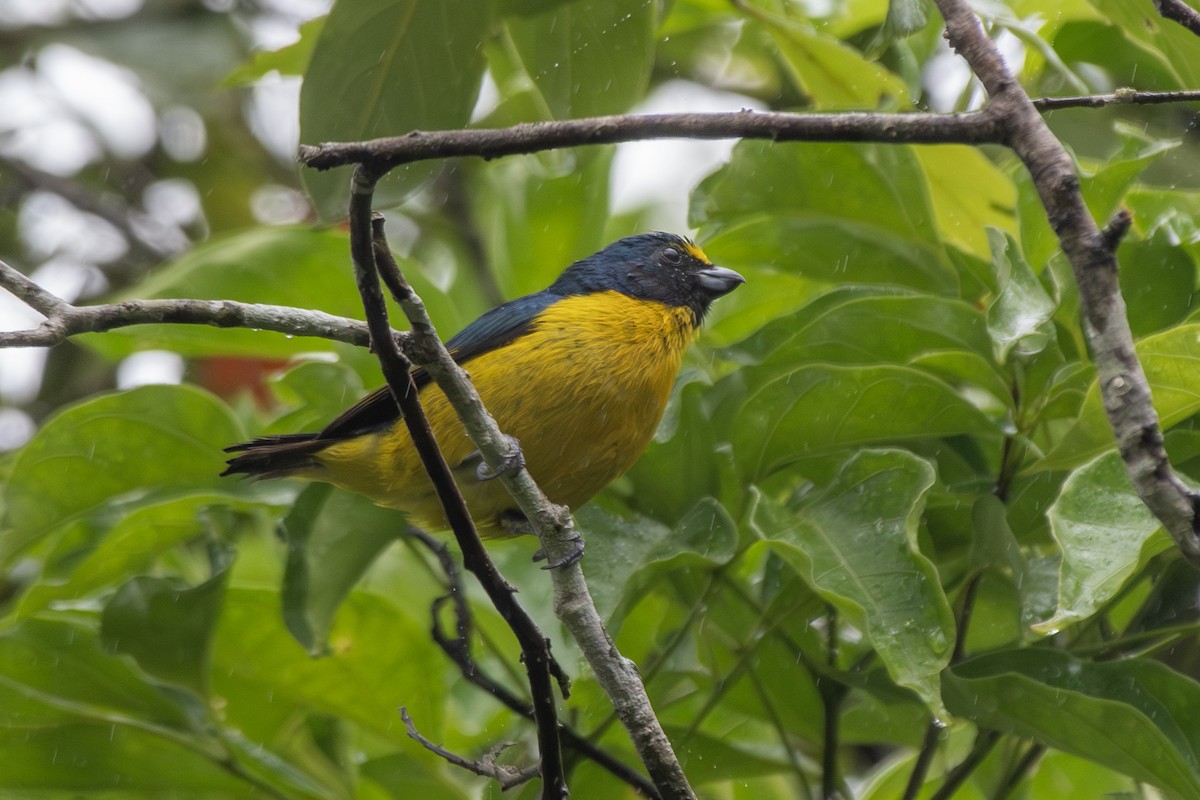Green-throated Euphonia - ML649546350