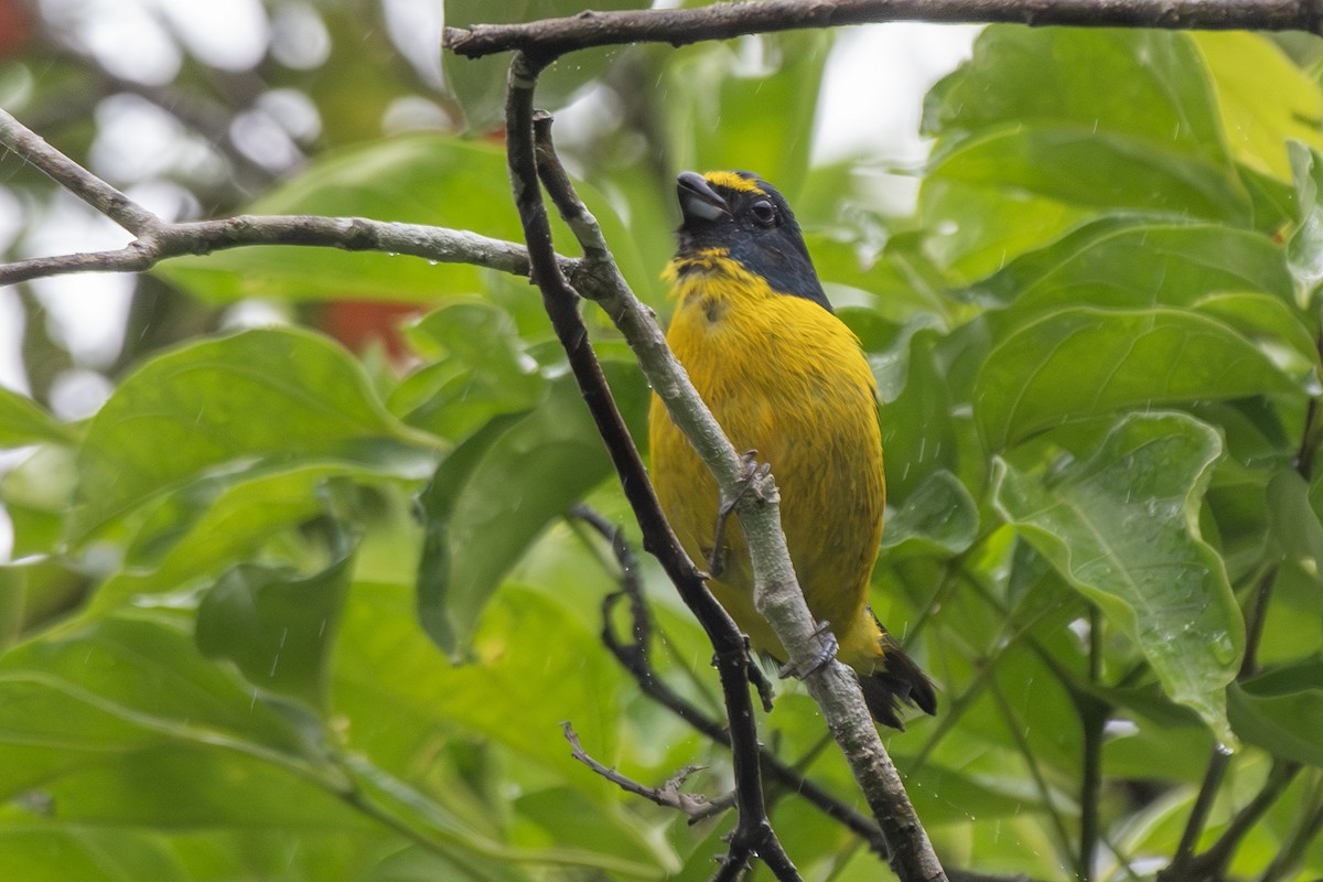 Green-throated Euphonia - ML649546351