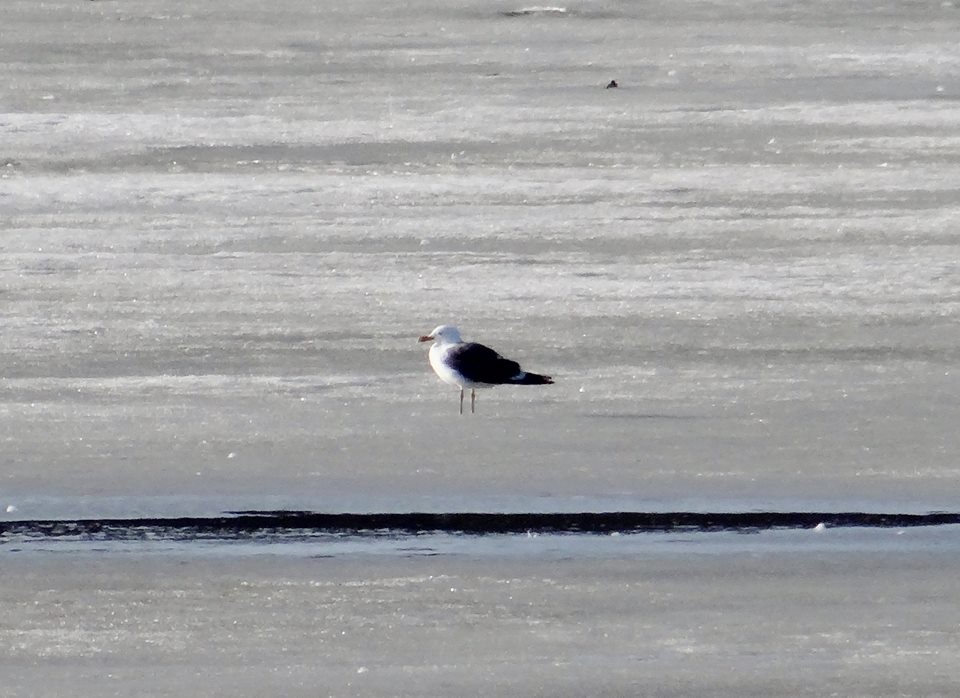 Lesser Black-backed Gull - ML64954641