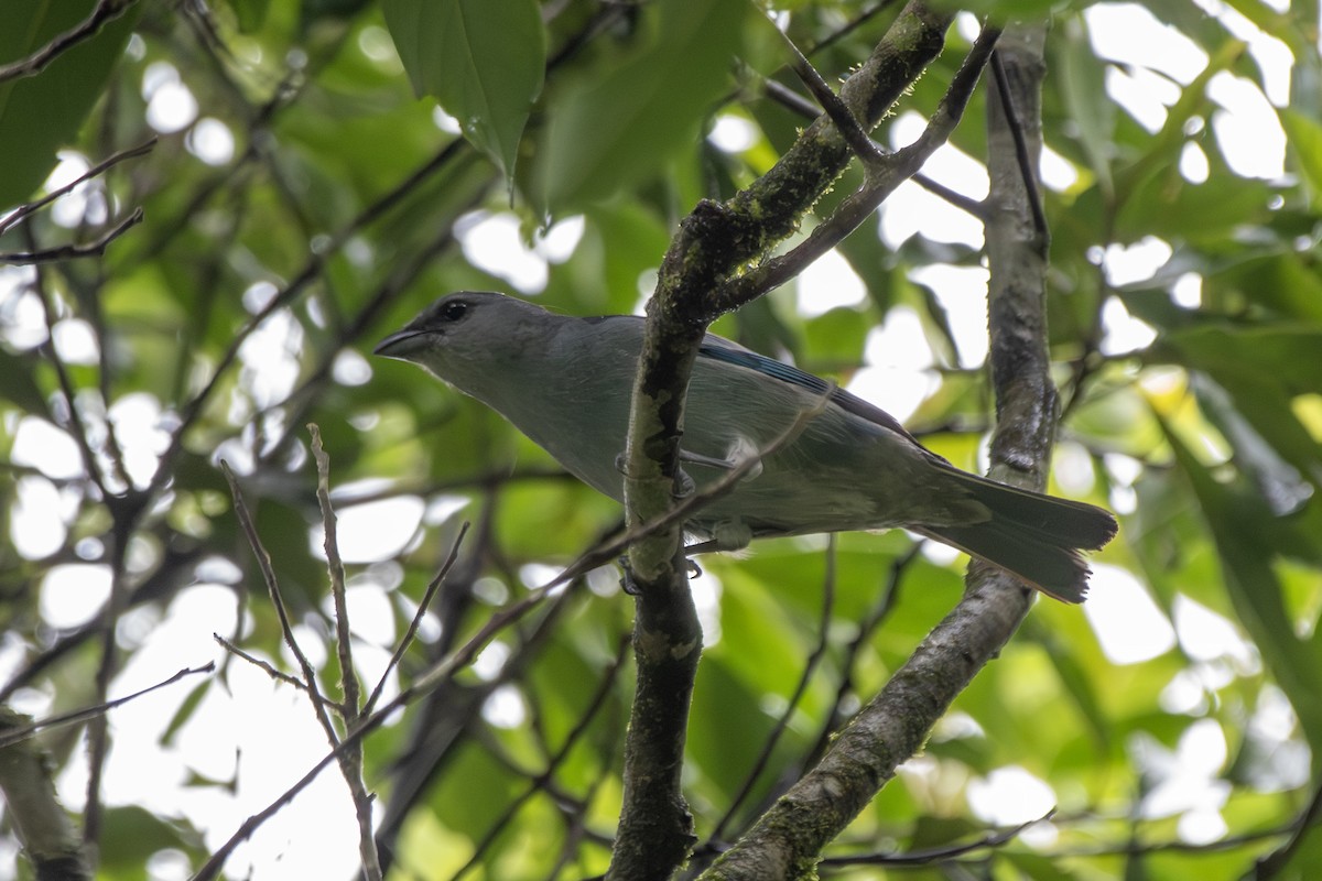 Azure-shouldered Tanager - ML649546511