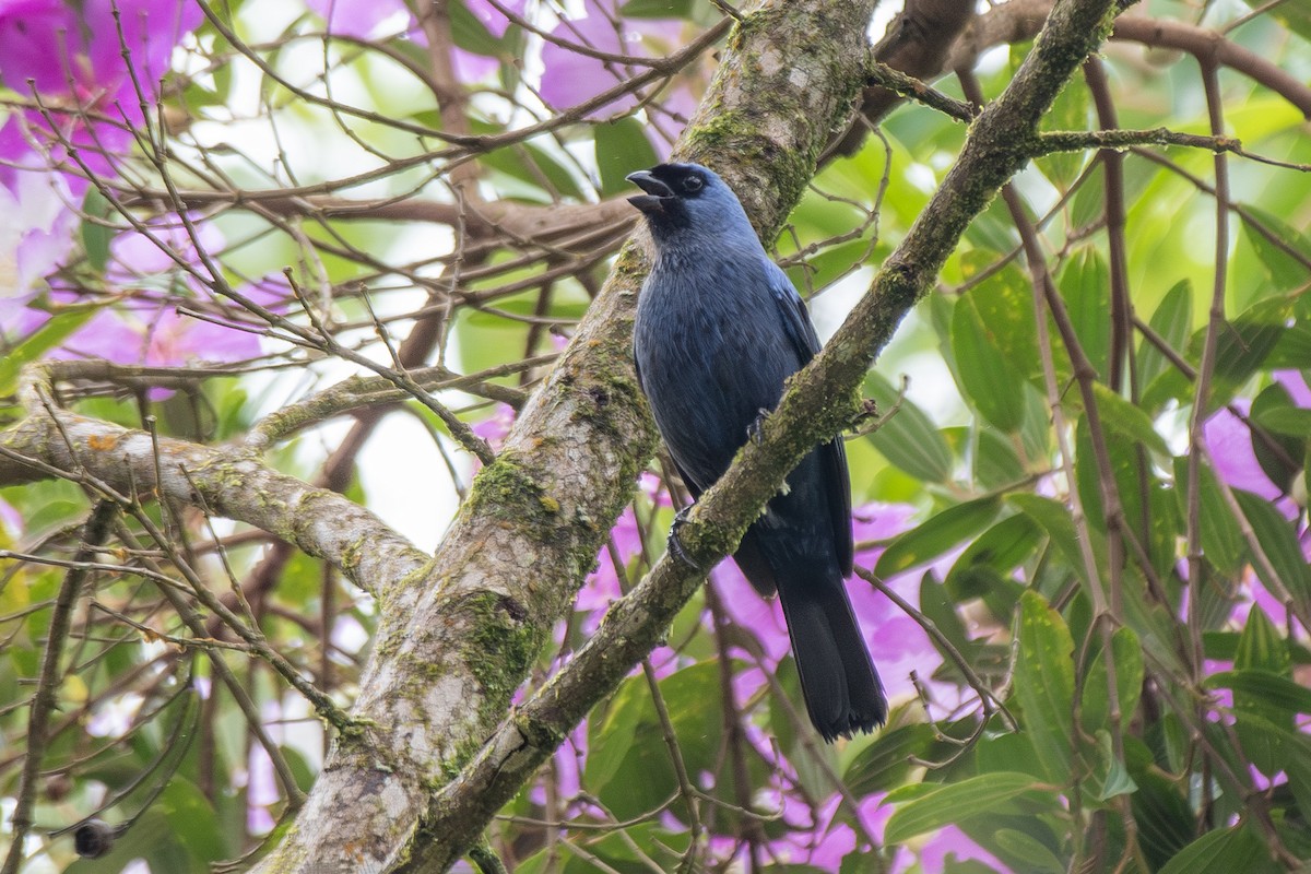 Diademed Tanager - ML649546531