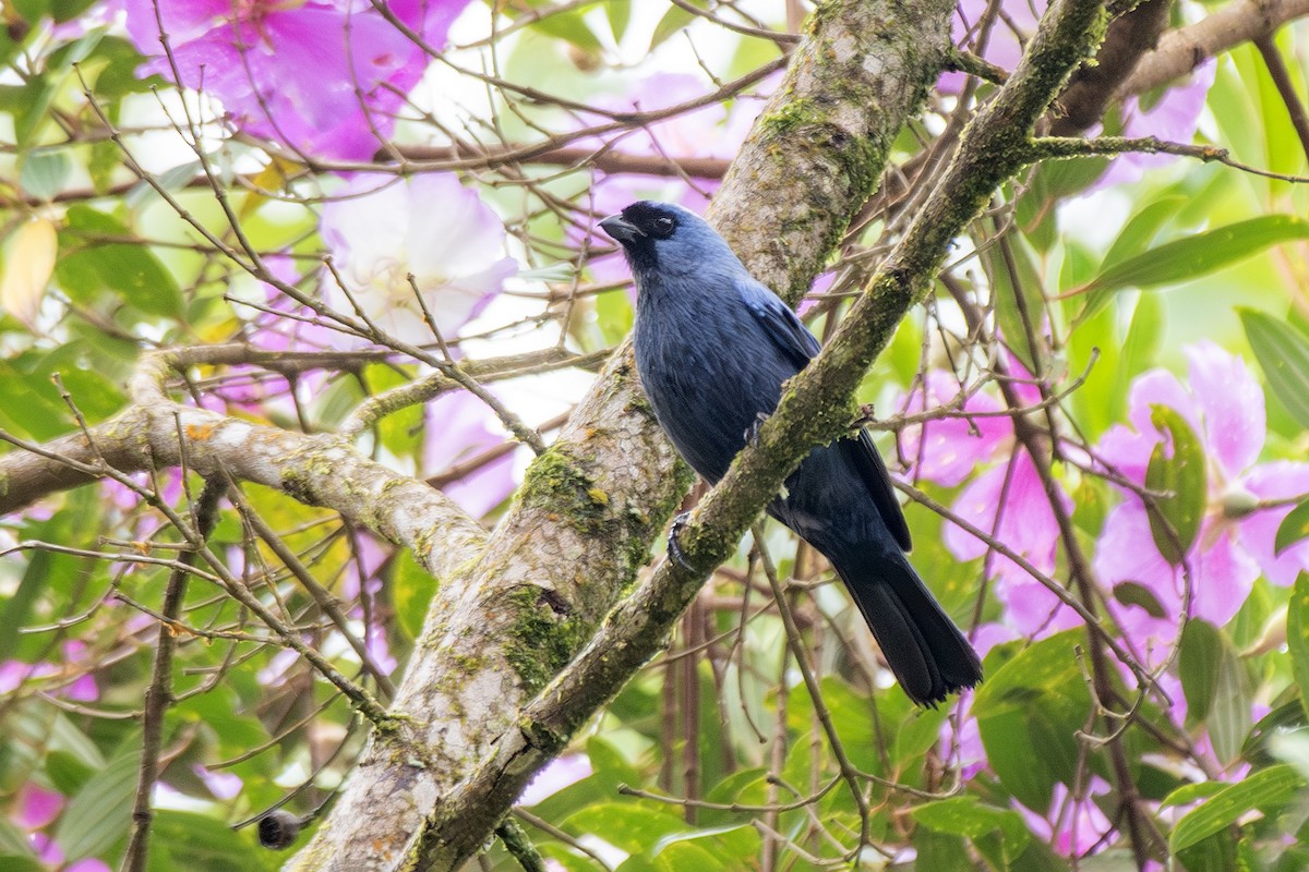 Diademed Tanager - ML649546532