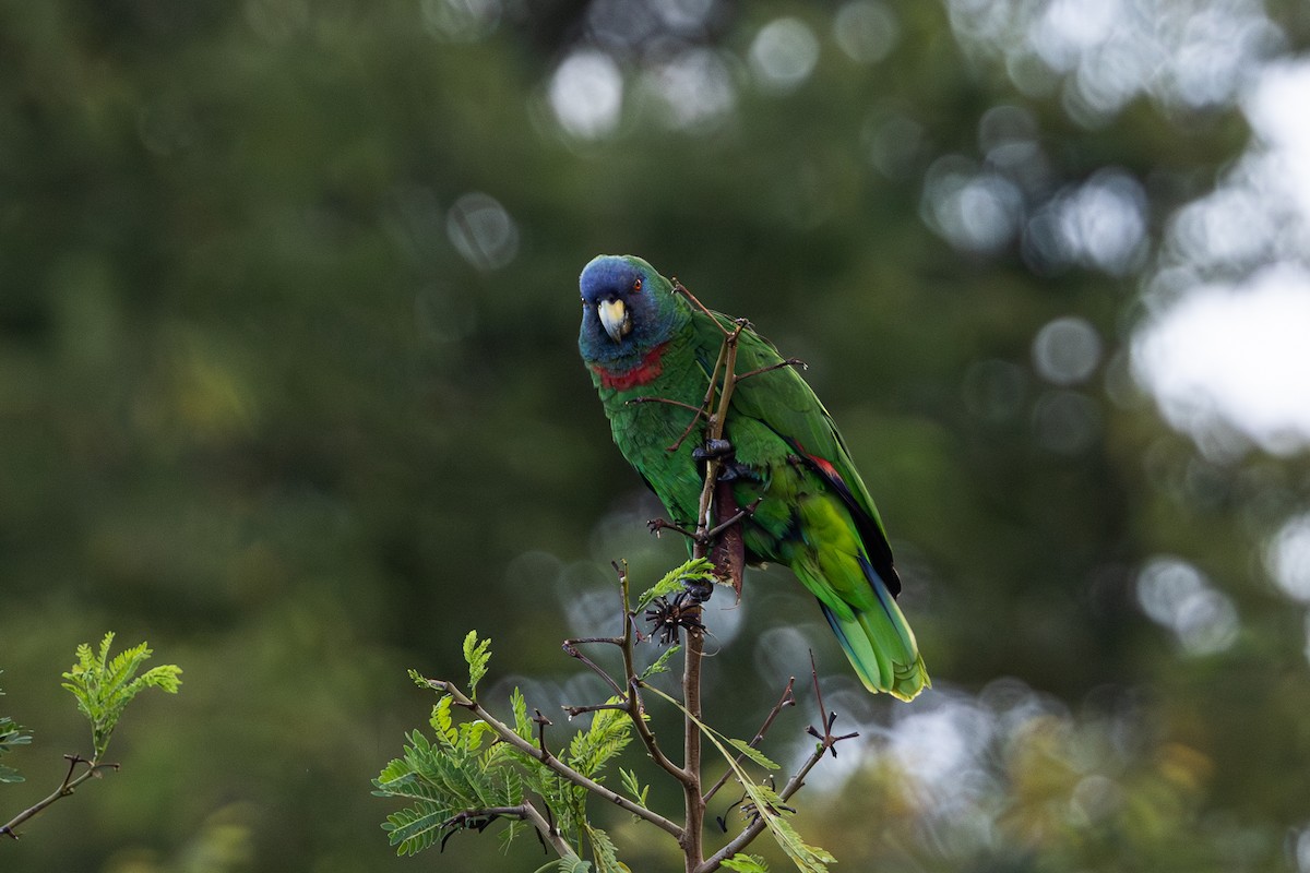 Blaukopfamazone - ML649546770