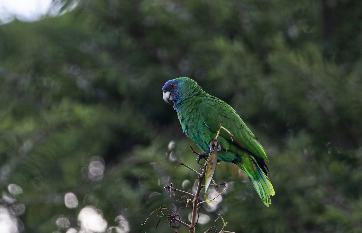 Amazona Gorjirroja - ML649546771