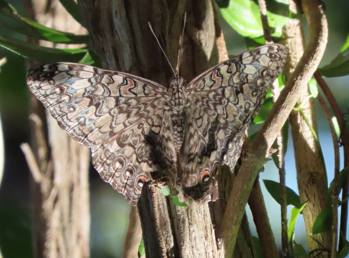 Animals - ML649547220