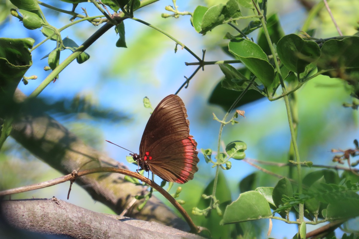 Animals - ML649547221