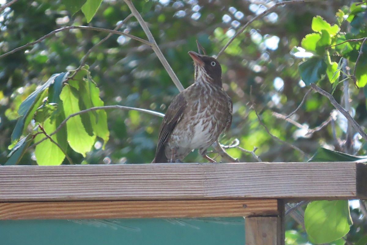 drozdec karibský - ML649547236