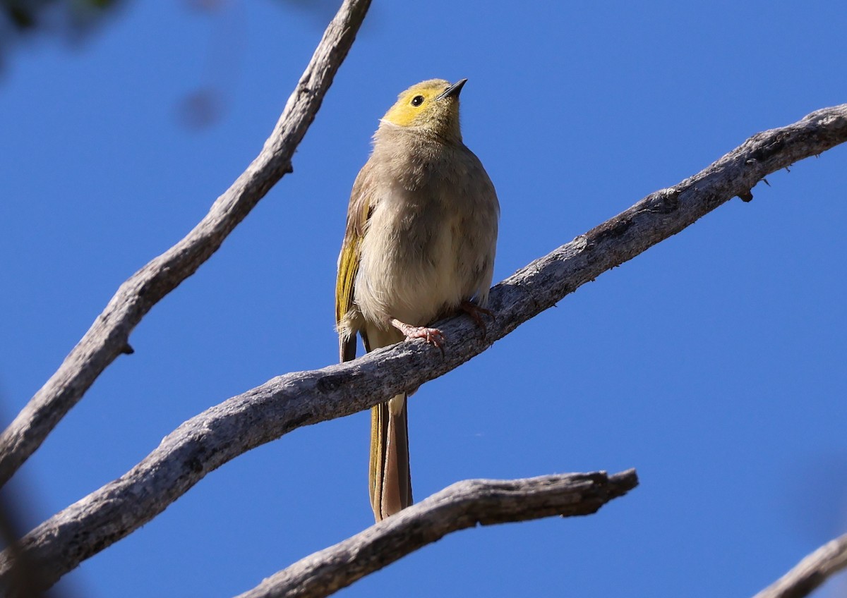 eBird Checklist - 24 Jan 2026 - Naas Road at Apollo Road - 22 species