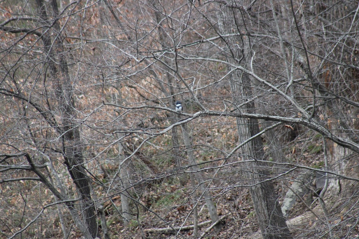 Рибалочка-чубань північний - ML649548633