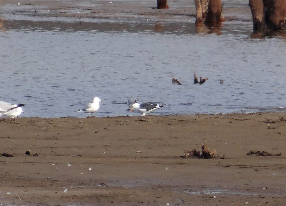 Lesser Black-backed Gull - ML64954871