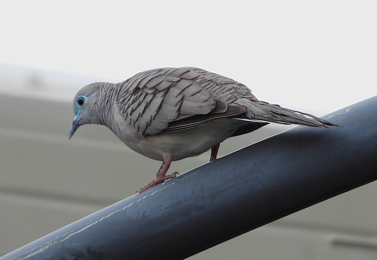 Peaceful Dove - ML649548990