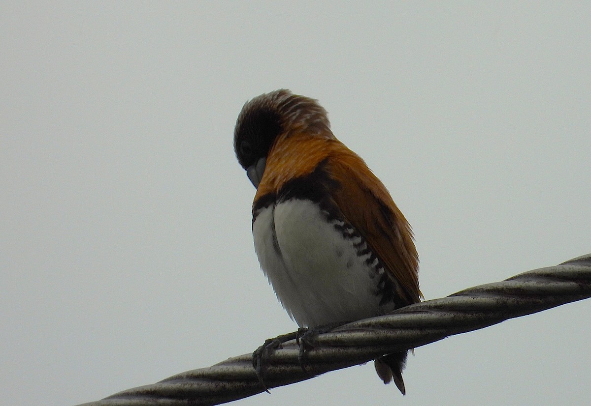 Chestnut-breasted Munia - ML649548997