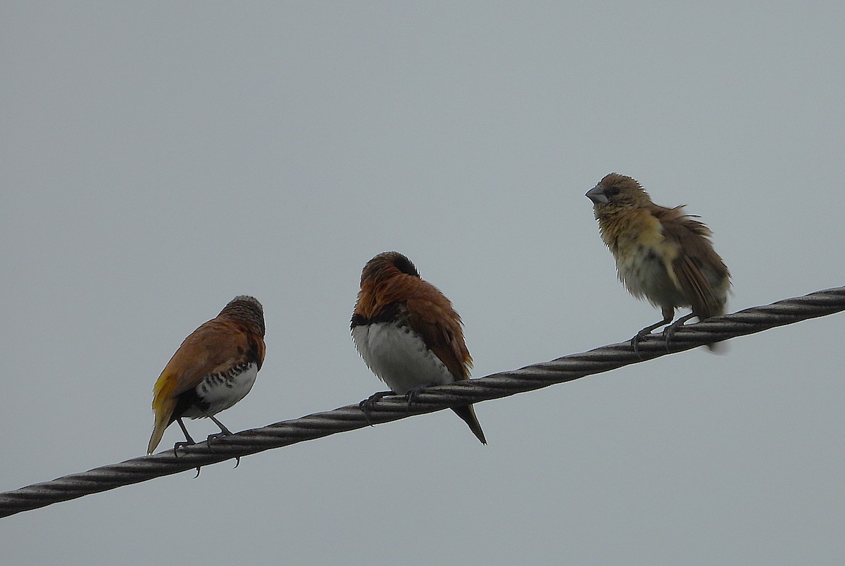 Chestnut-breasted Munia - ML649549002