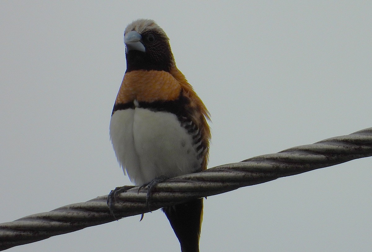 Chestnut-breasted Munia - ML649549076