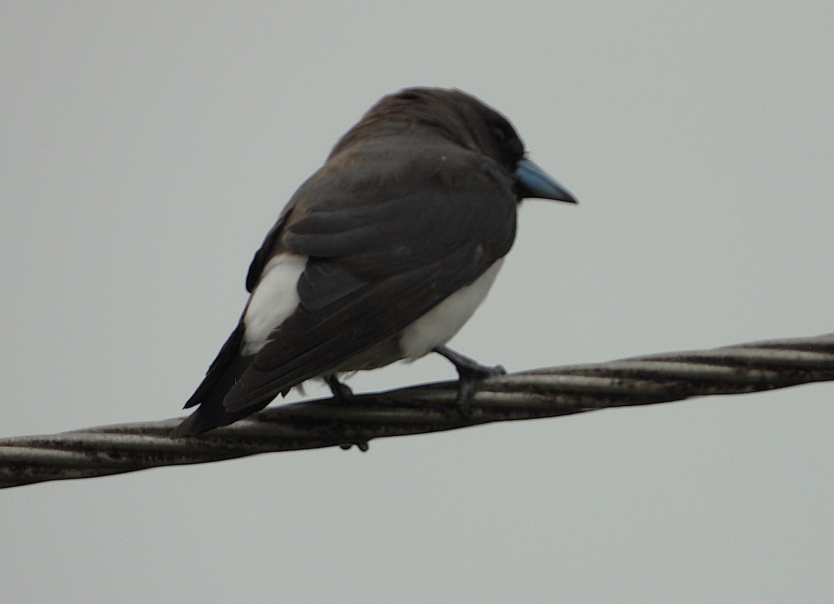 White-breasted Woodswallow - ML649549082