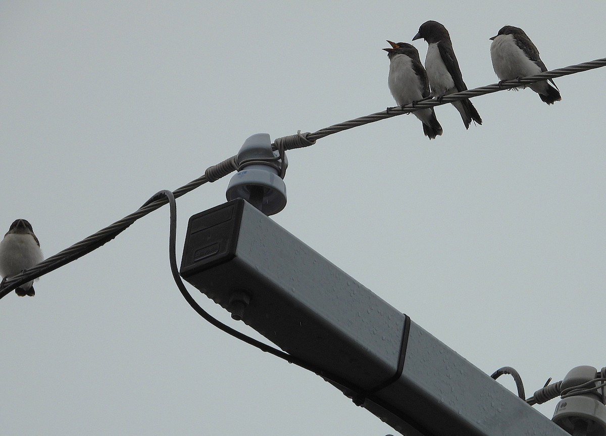 White-breasted Woodswallow - ML649549084