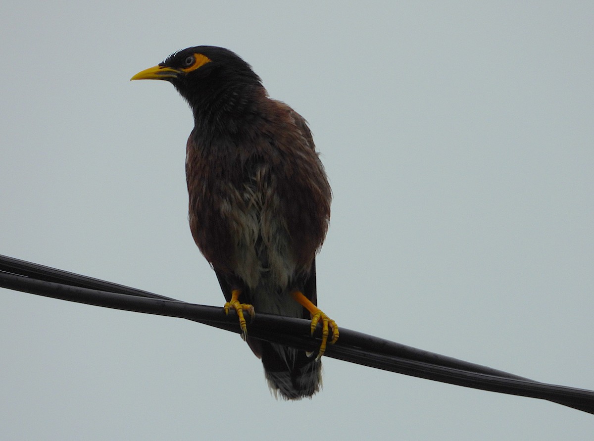 Common Myna - ML649549102