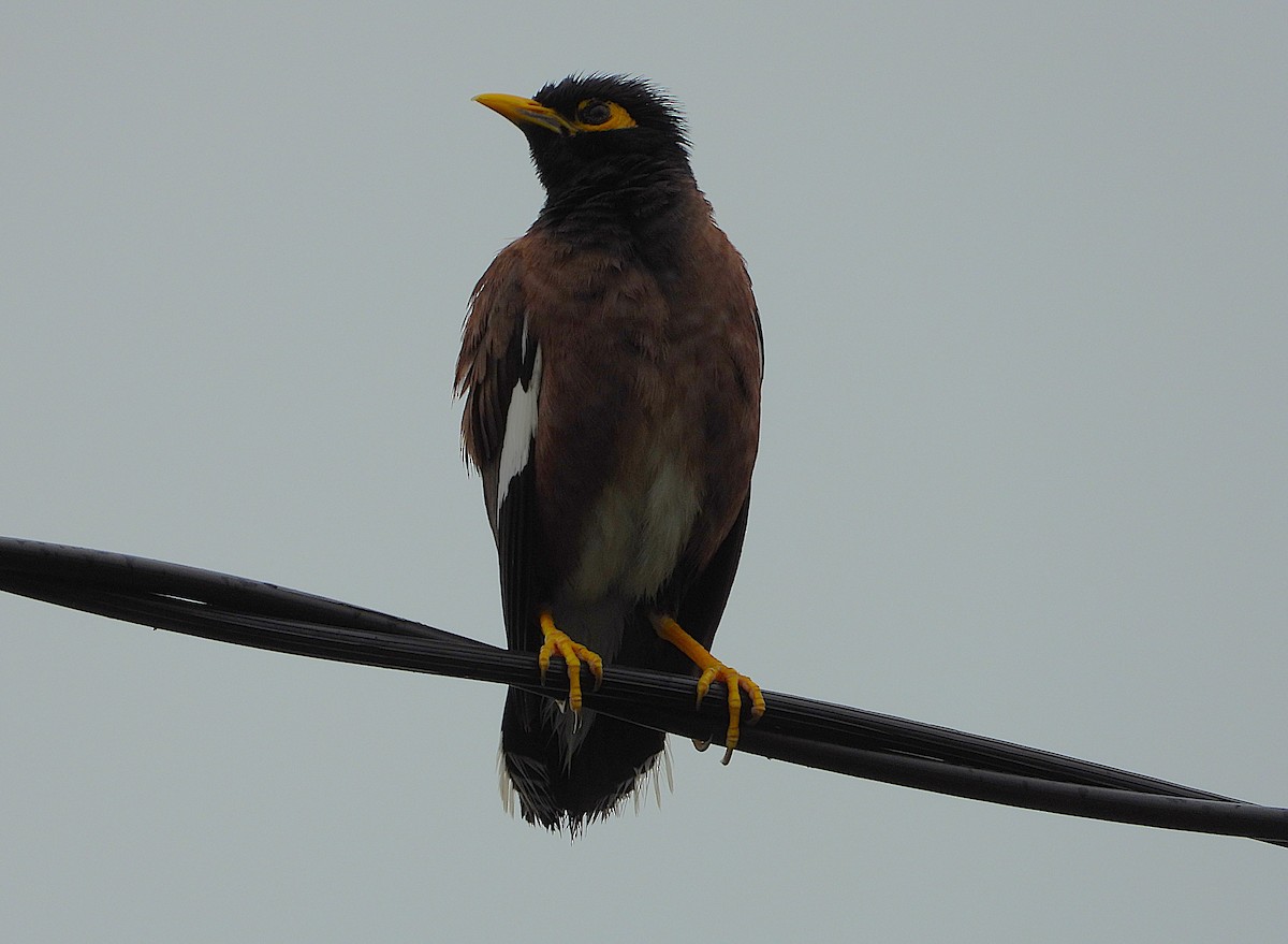 Common Myna - ML649549114