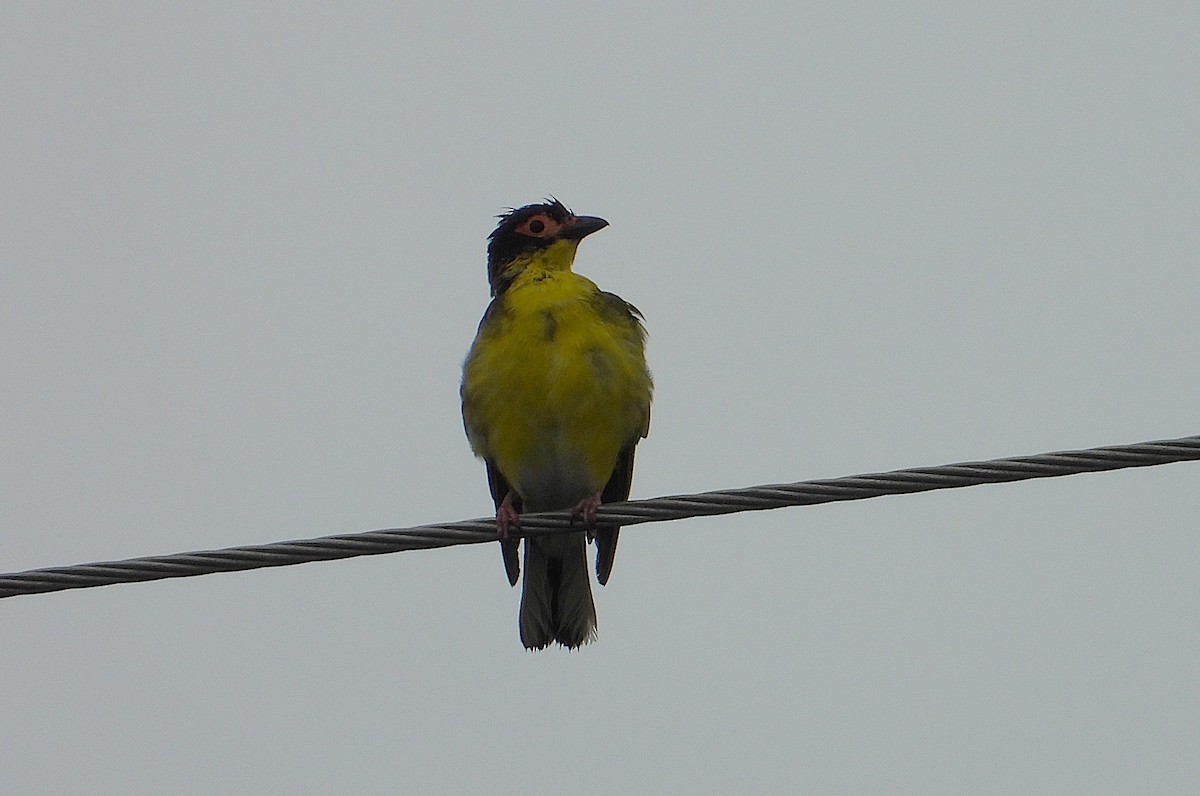 Australasian Figbird - ML649549115