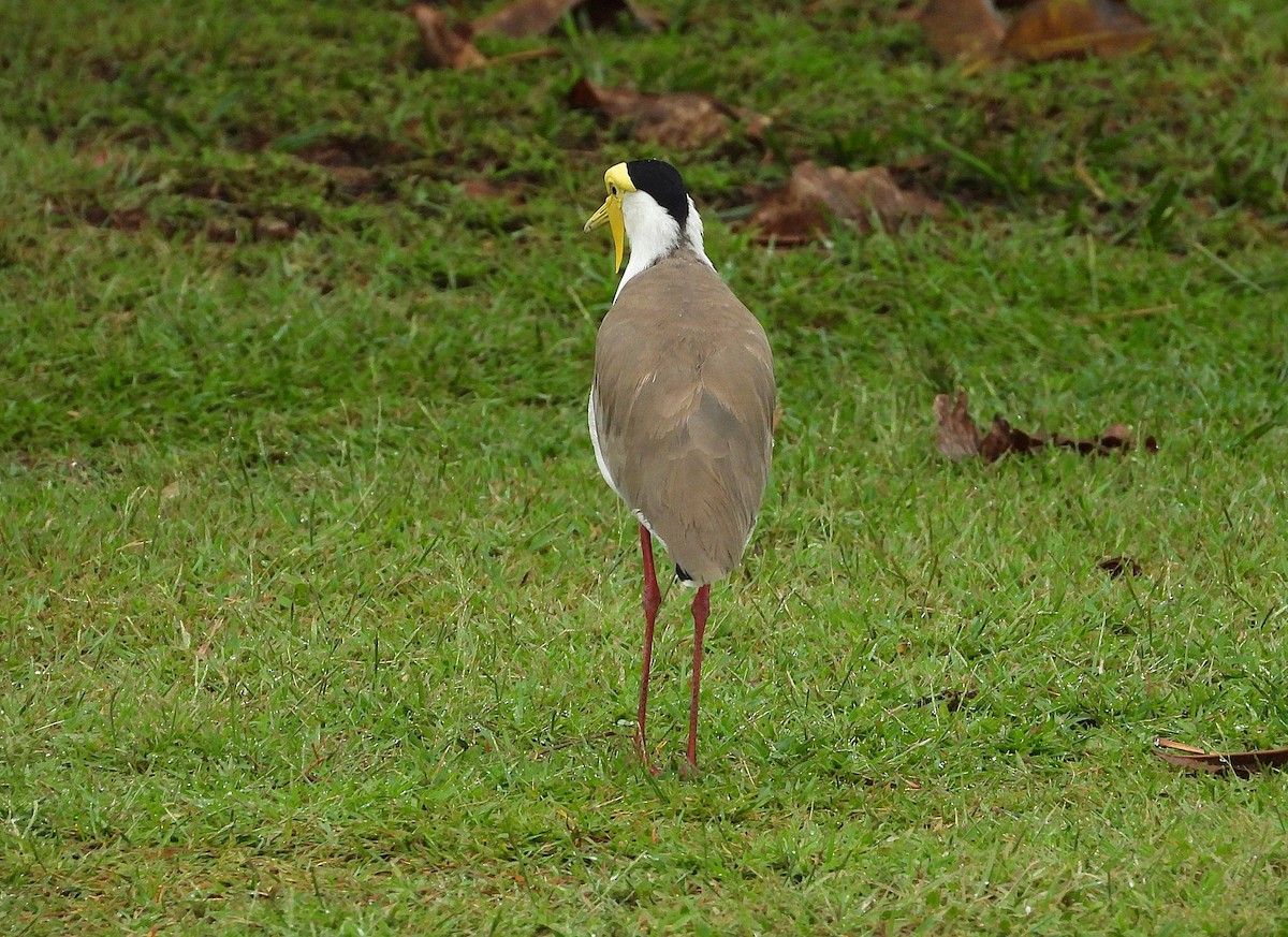 Masked Lapwing - ML649549137