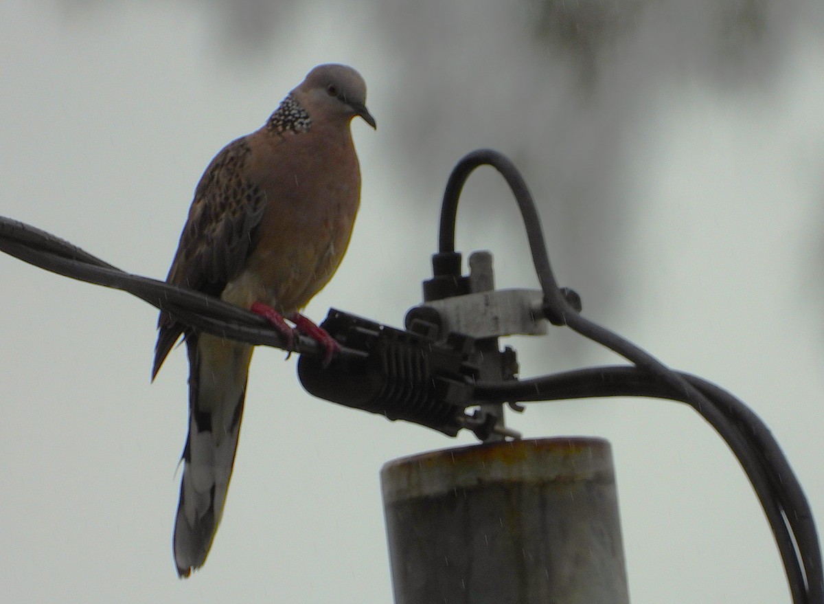 Spotted Dove - ML649549145