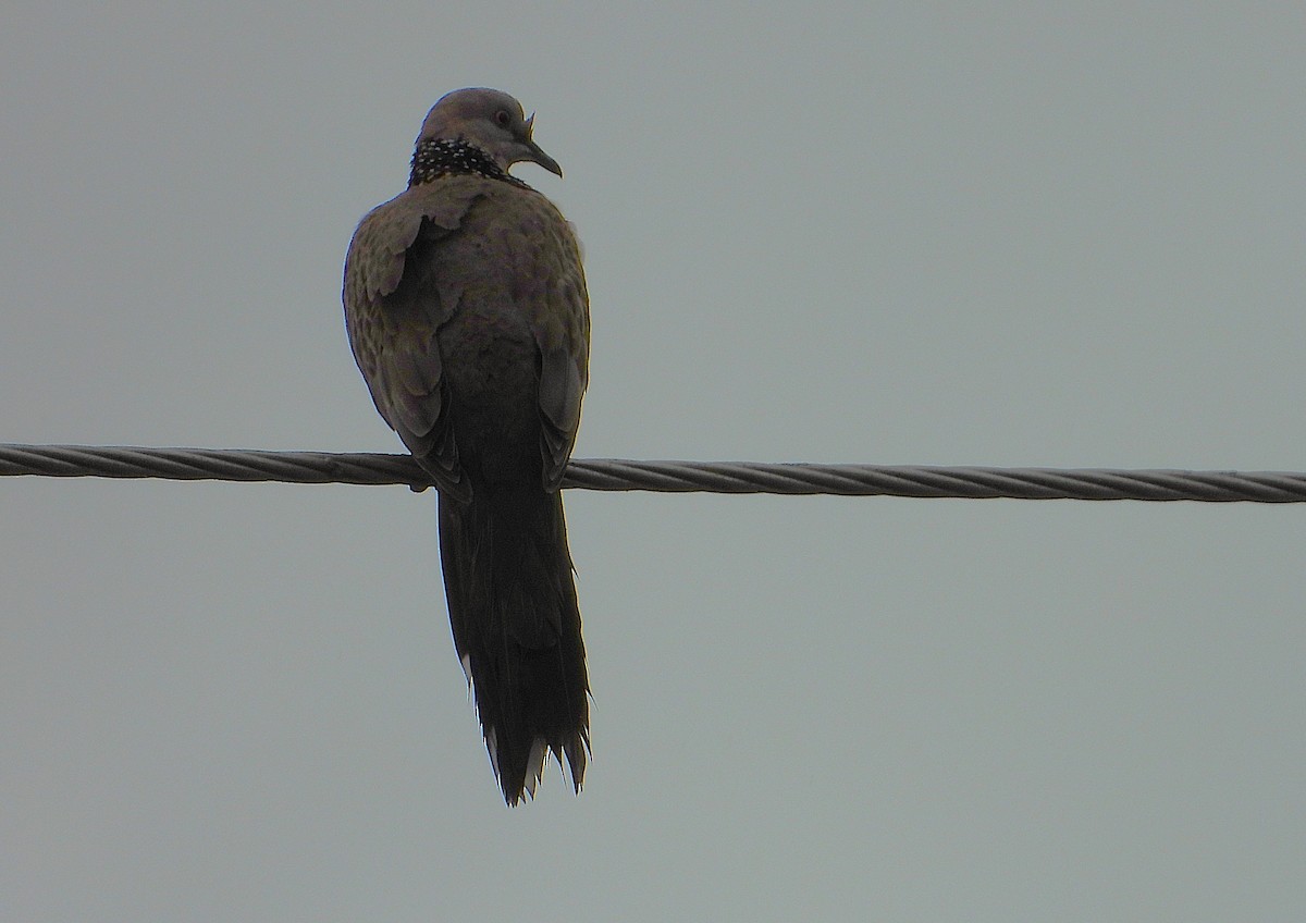 Spotted Dove - ML649549152