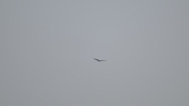 European Honey-buzzard - ML649549159
