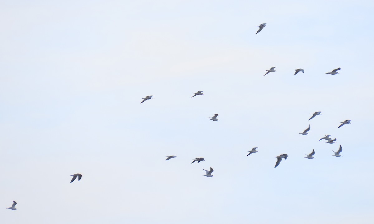 שחף בלתי-מזוהה - ML649549282